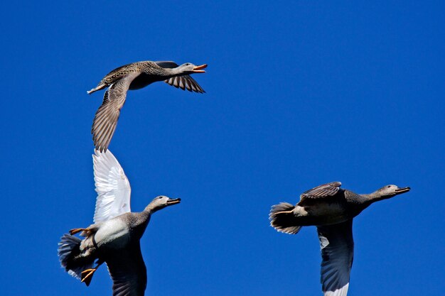 Photo vue à faible angle d'un oiseau volant contre un ciel bleu clair