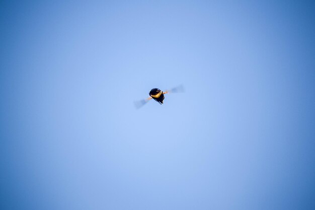 Vue à faible angle d'un oiseau volant contre un ciel bleu clair