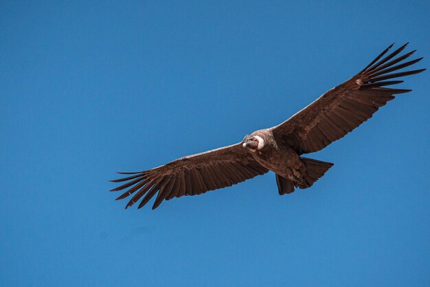 Photo vue à faible angle d'un oiseau volant contre un ciel bleu clair