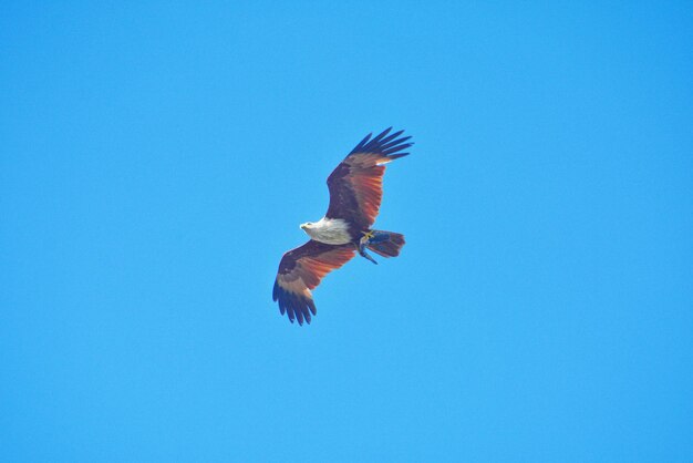 Vue à faible angle d'un oiseau volant contre le ciel bleu