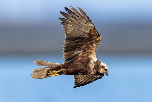 Vue à faible angle d'un oiseau volant contre un ciel clair