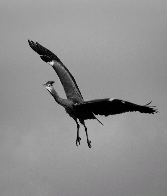 Photo vue à faible angle d'un oiseau volant contre un ciel clair