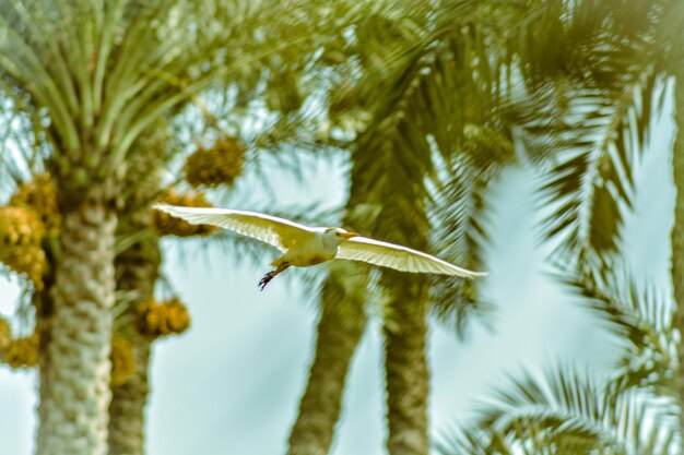 Photo vue à faible angle d'un oiseau volant contre le ciel