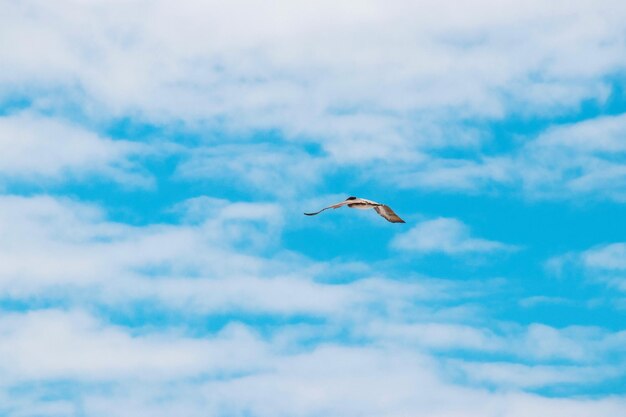 Vue à faible angle d'un oiseau volant contre le ciel