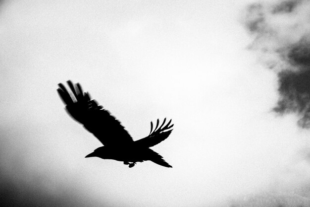 Photo vue à faible angle d'un oiseau volant contre le ciel