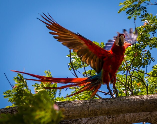 Photo vue à faible angle d'un oiseau volant