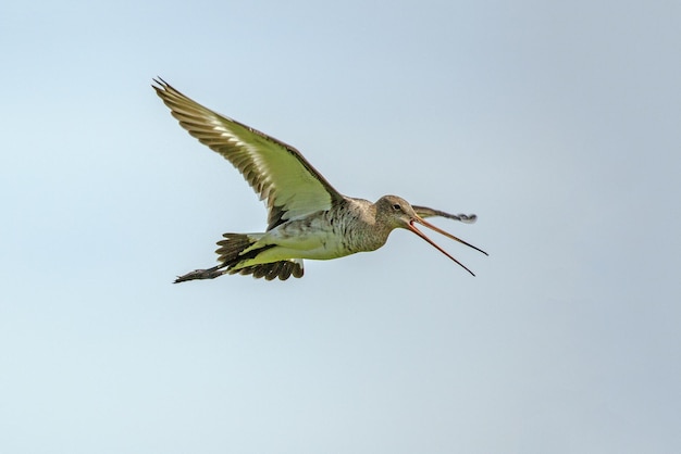 Photo vue à faible angle d'un oiseau volant