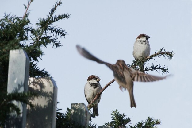 Photo vue à faible angle des oiseaux perchés sur un arbre contre le ciel