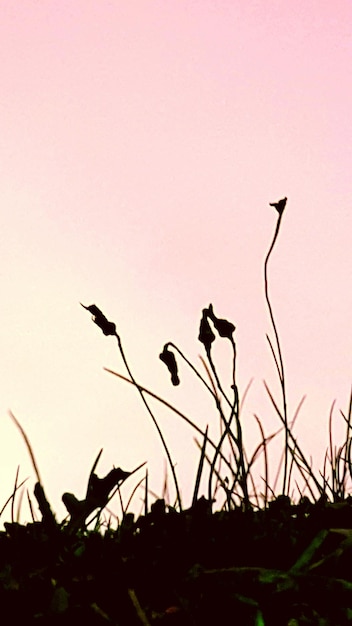 Vue à faible angle des oiseaux perchés sur un arbre