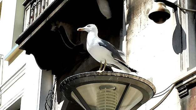 Photo vue à faible angle des oiseaux perchés sur le plafond