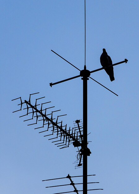 Photo vue à faible angle des oiseaux en silhouette contre un ciel clair