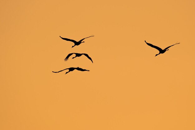 Photo vue à faible angle des oiseaux en silhouette volant contre un ciel clair au coucher du soleil