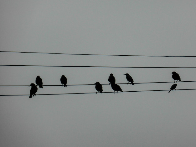 Photo vue à faible angle des oiseaux silhouettes sur le câble contre le ciel