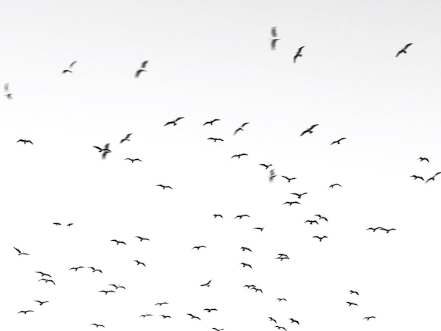 Vue à faible angle d'oiseaux silhouettes volant contre le ciel