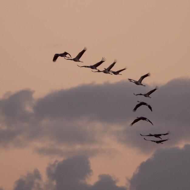 Photo vue à faible angle d'oiseaux silhouettes volant contre le ciel