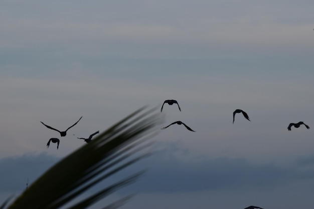 Photo vue à faible angle d'oiseaux silhouettes volant contre le ciel