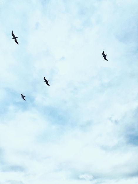 Photo vue à faible angle des oiseaux silhouettes volant dans le ciel