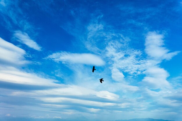 Vue à faible angle des oiseaux volant contre le ciel bleu