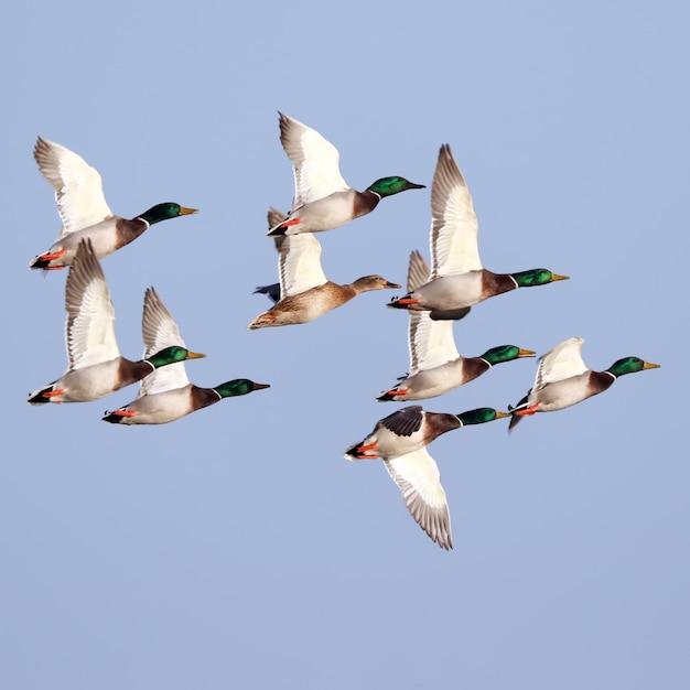 Vue à faible angle des oiseaux volant contre un ciel dégagé