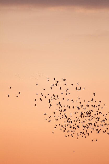 Photo vue à faible angle des oiseaux volant contre le ciel