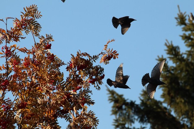 Photo vue à faible angle des oiseaux volant dans le ciel