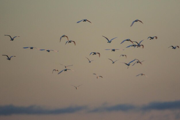 Photo vue à faible angle des oiseaux volant dans le ciel