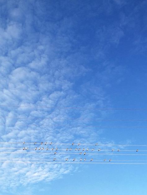 Photo vue à faible angle des oiseaux volant dans le ciel
