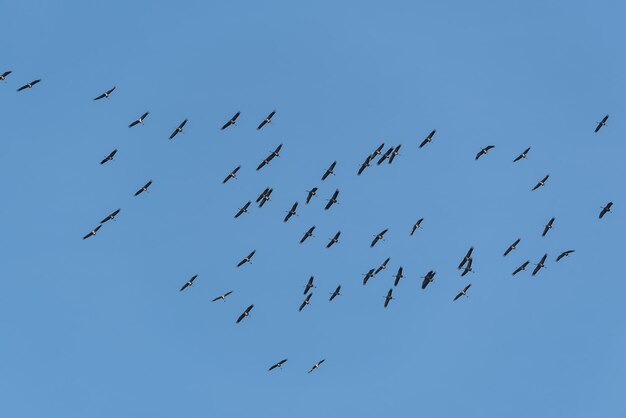 Photo vue à faible angle des oiseaux volant dans le ciel