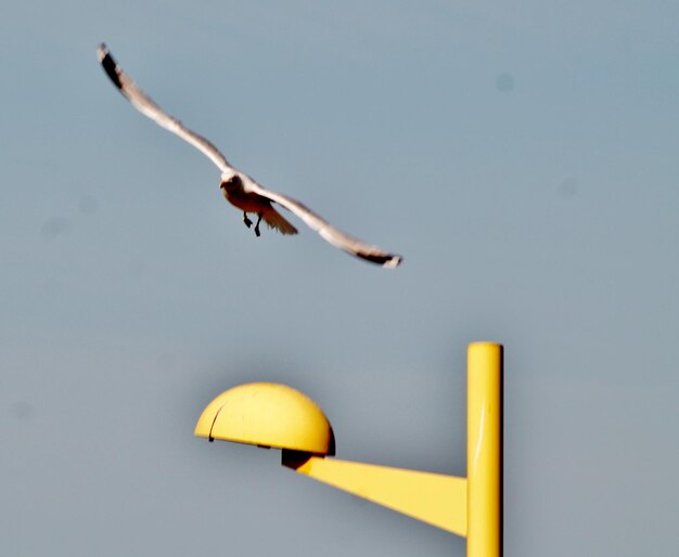 Photo vue à faible angle des oiseaux volant dans le ciel