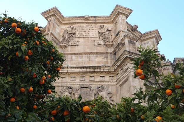 Vue à faible angle de l'orange contre le ciel