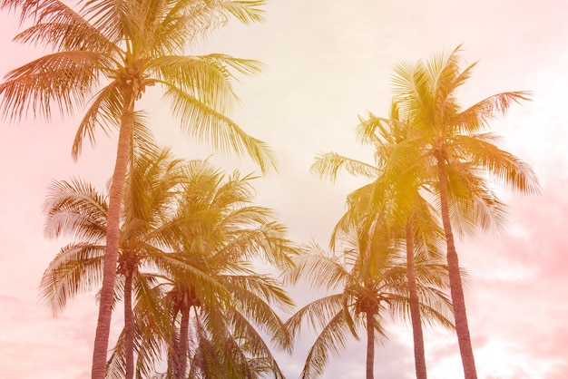 Vue à faible angle des palmiers de coco contre le ciel au coucher du soleil