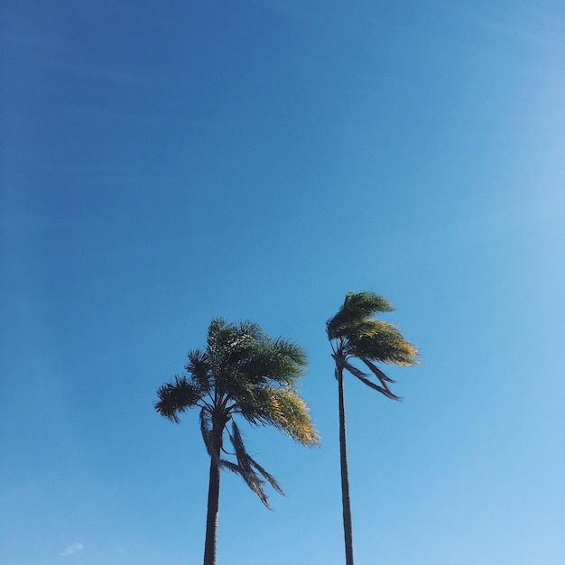 Vue à faible angle des palmiers de coco contre un ciel bleu clair