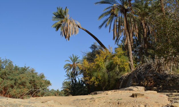 Vue à faible angle des palmiers de coco contre un ciel bleu clair