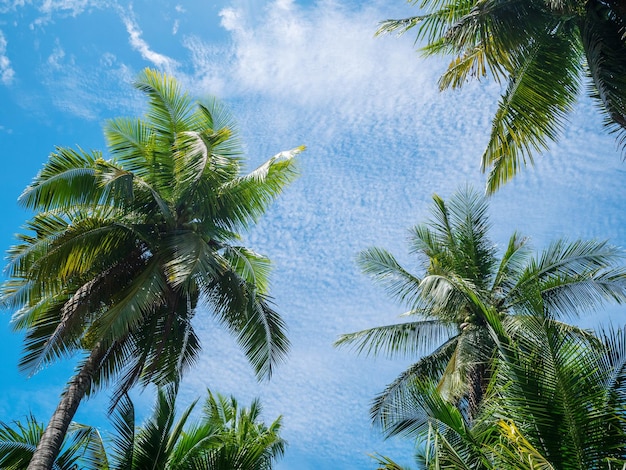 Vue à faible angle des palmiers à noix de coco qui poussent contre le ciel