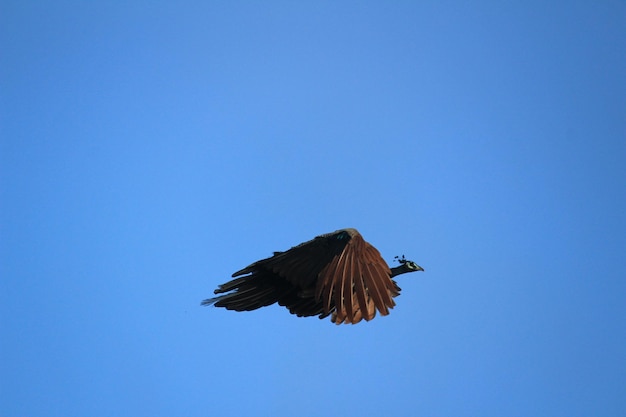 Photo vue à faible angle d'un paon volant contre un ciel bleu clair