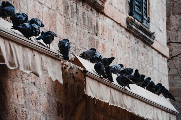 Vue à faible angle des pigeons perchés sur le mur