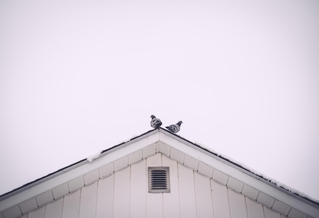 Photo vue à faible angle des pigeons perchés sur le toit contre un ciel clair