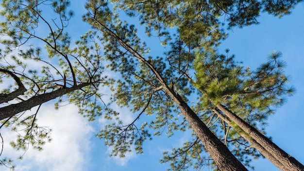 Vue de faible angle des pins avec un ciel bleu
