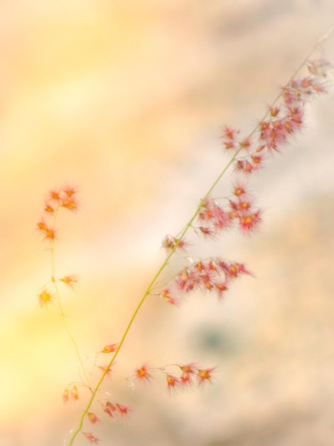 Vue à faible angle d'une plante à fleurs roses contre le ciel