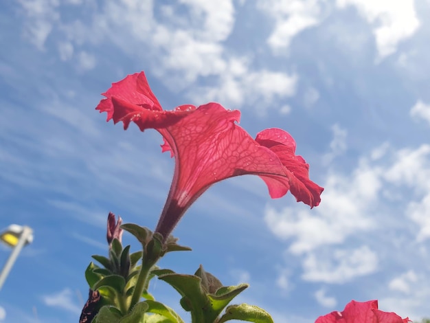 Photo vue à faible angle d'une plante à fleurs rouges contre le ciel