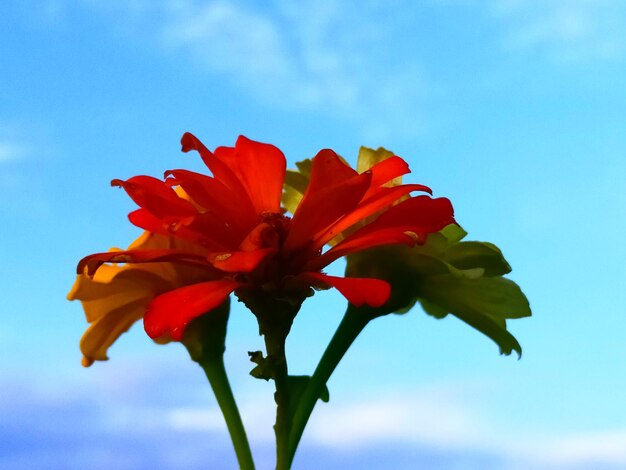 Photo vue à faible angle d'une plante à fleurs rouges contre le ciel