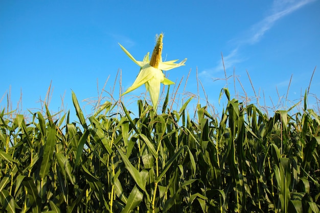 Vue à faible angle de la plante de maïs contre un ciel dégagé