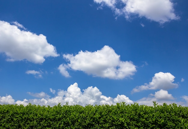 Vue à faible angle des plantes sur le champ contre le ciel