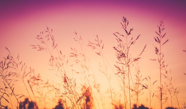 Photo vue à faible angle des plantes contre un ciel clair au coucher du soleil