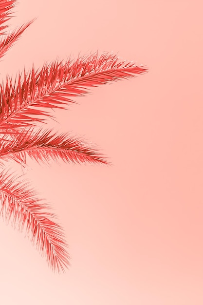 Vue à faible angle des plantes contre un ciel dégagé au coucher du soleil