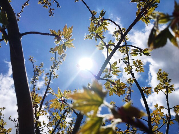 Photo vue à faible angle des plantes à fleurs contre le ciel bleu