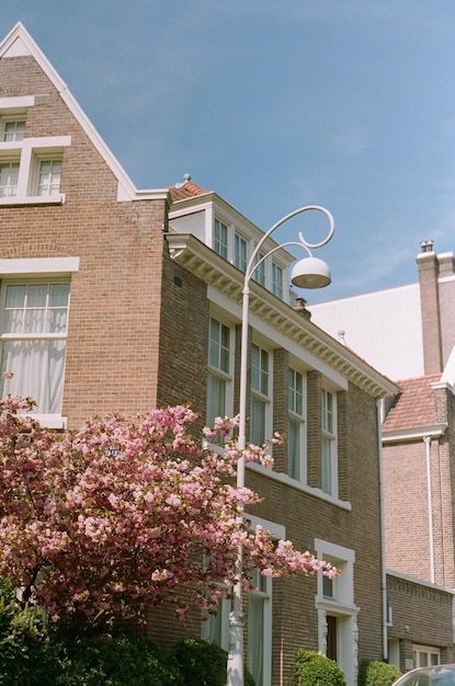 Vue à faible angle des plantes à fleurs roses en construisant contre le ciel