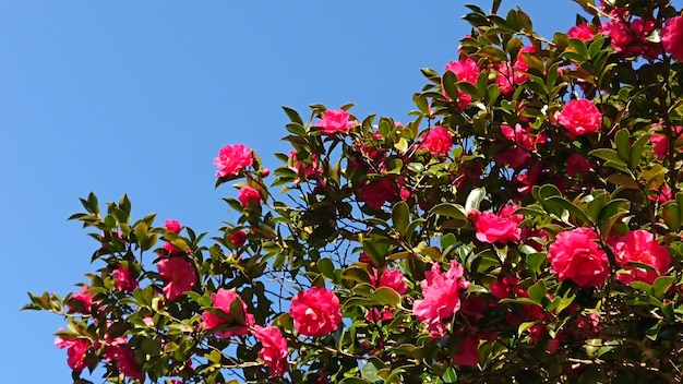 Photo vue à faible angle des plantes à fleurs roses contre le ciel