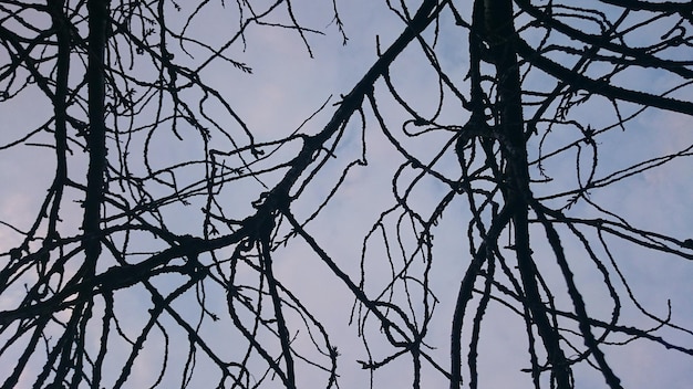 Vue à faible angle de la silhouette d'un arbre nu contre un ciel clair au crépuscule