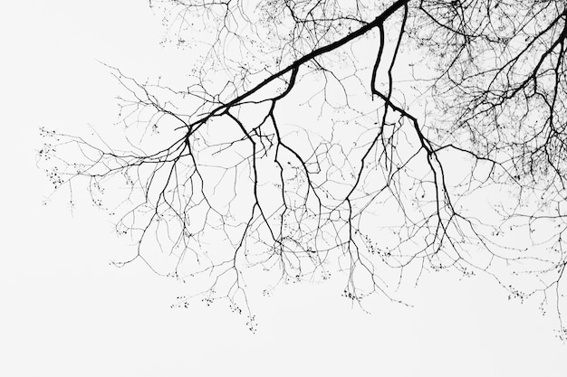 Vue à faible angle de la silhouette d'un arbre nu contre un ciel clair